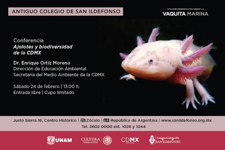 Ajolotes y biodiversidad de la CDMX